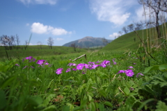 高原に咲く花 サクラソウ