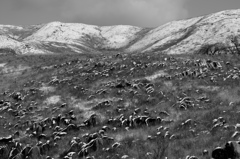 粉雪をかぶる羊群原