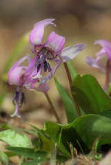 山里の花 Ⅰ