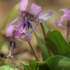 山里の花 Ⅰ