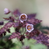 野の花