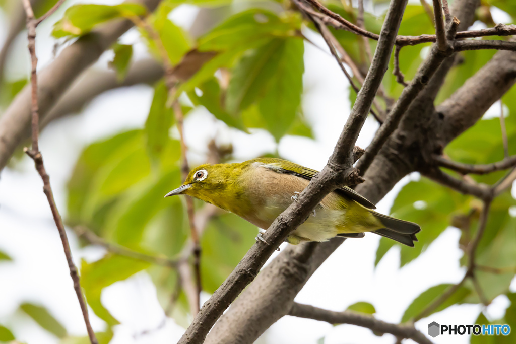野鳥撮影③　メジロ