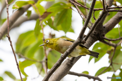 野鳥撮影③　メジロ