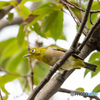 野鳥撮影③　メジロ