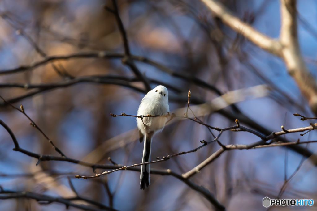 北海道旅行野鳥記2