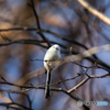 北海道旅行野鳥記2