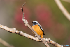 年末年始写真三昧1日目( ^ω^ )ジョビオっち②