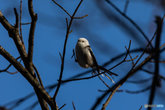 北海道旅行野鳥記3