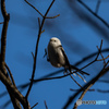 北海道旅行野鳥記3