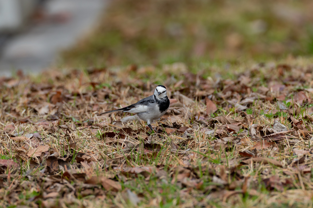 ③ロクヨンⅢ型が届きました٩( 'ω' )و