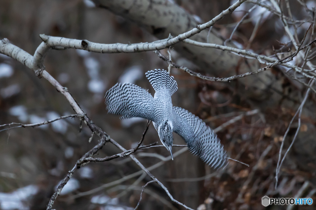 北海道旅行野鳥記6