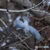 北海道旅行野鳥記6