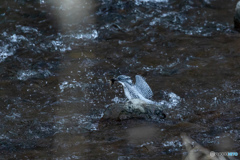 北海道旅行野鳥記5