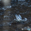 北海道旅行野鳥記5