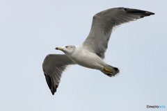 野鳥撮影①　ウミネコ