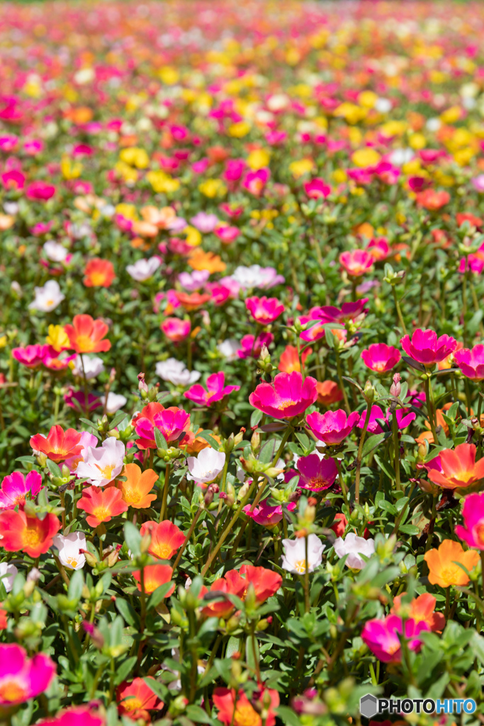 花博記念公園のお花畑にて