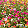 花博記念公園のお花畑にて