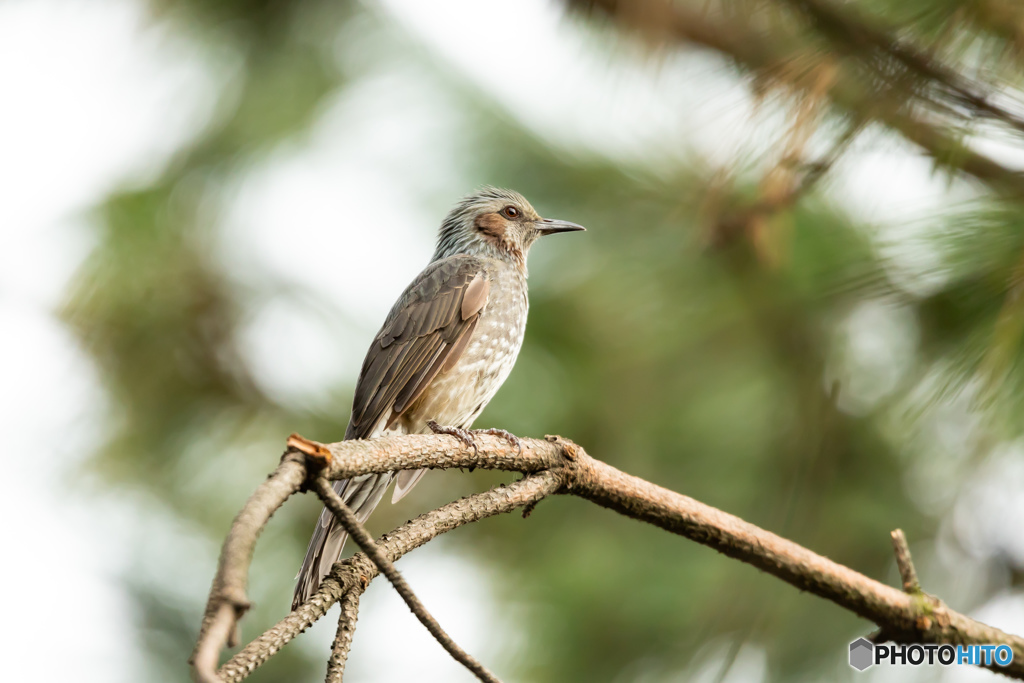 野鳥撮影⑥　ヒヨドリ