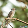 野鳥撮影⑥　ヒヨドリ
