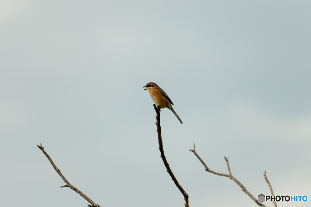 野鳥撮影⑤　モズ