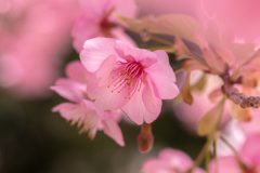 春色に染まる 桜 #4