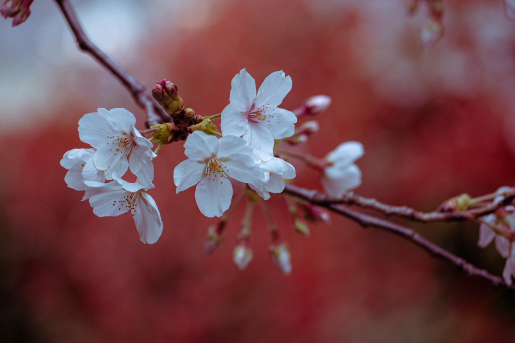 桜咲く