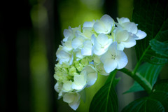 紫陽花 09