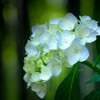 紫陽花 09
