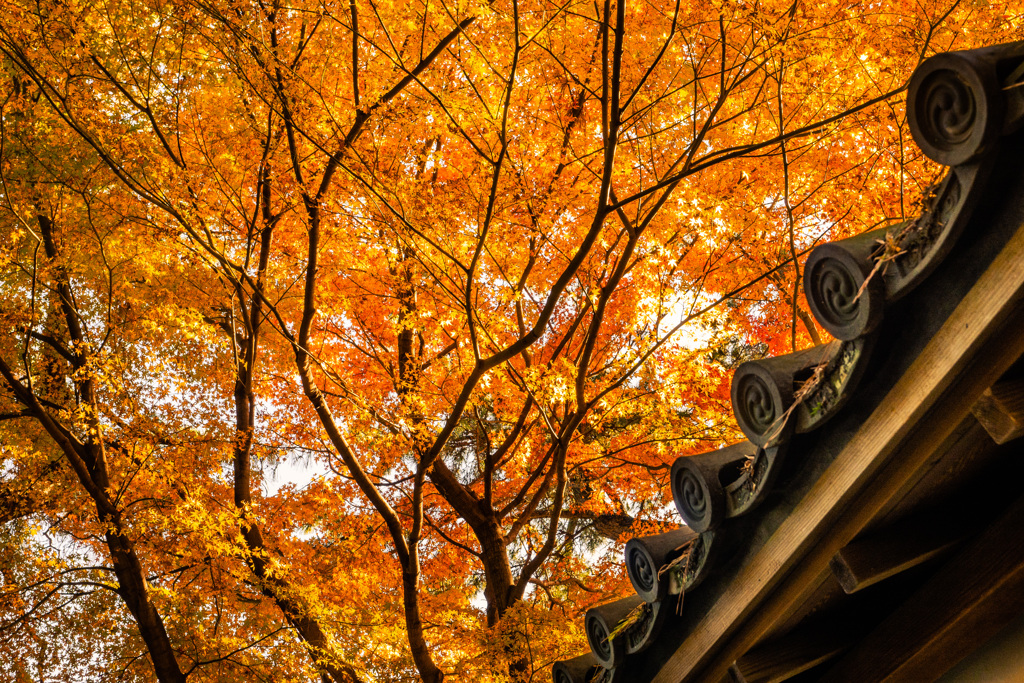 晩秋の紅葉