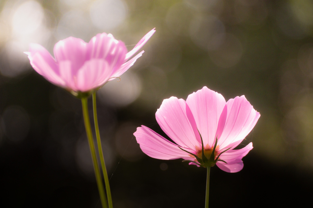 秋をむく秋桜