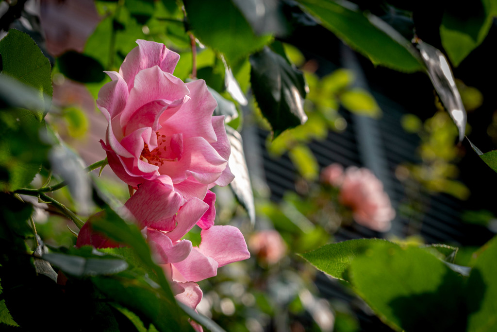 ゲーテ座跡に咲く薔薇 08