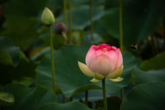  花灯り #5