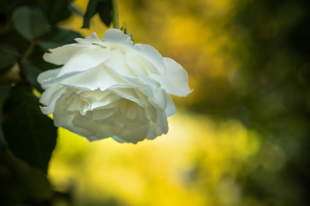 秋薔薇の溜息 By 壽 Id 写真共有サイト Photohito