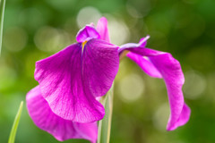 菖蒲 02　深山紫