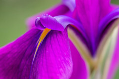 菖蒲 03　深山紫