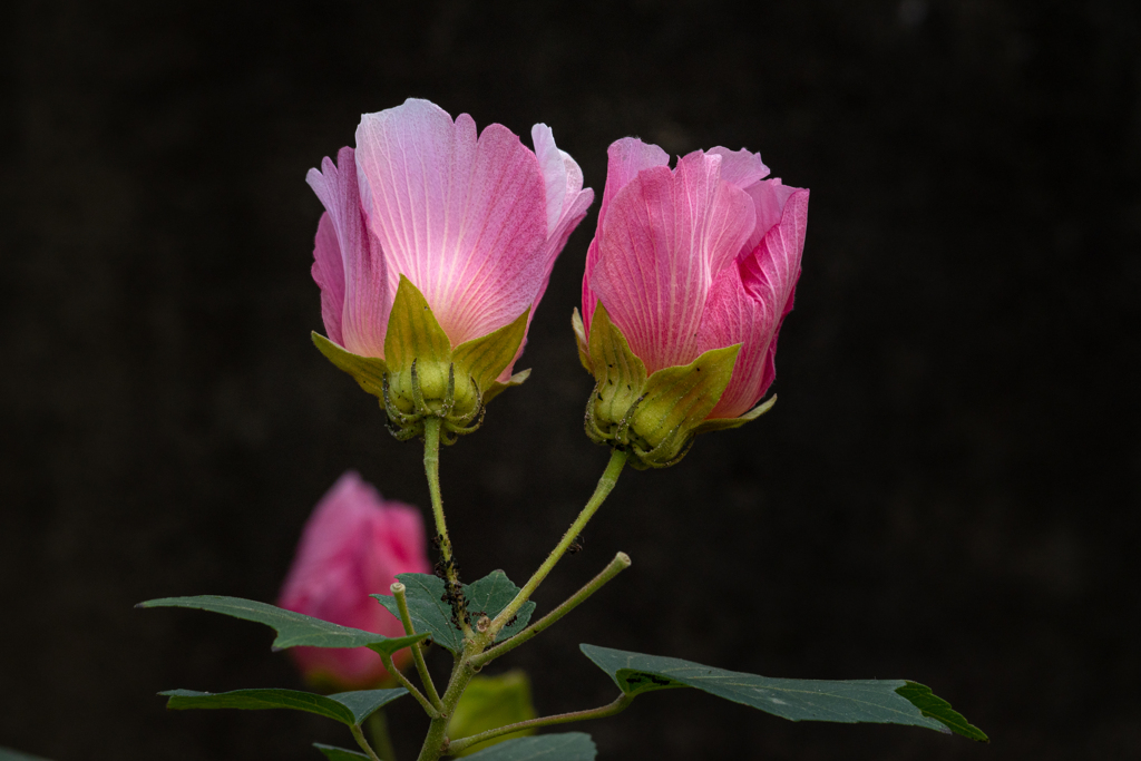 萎れてもなお 芙蓉