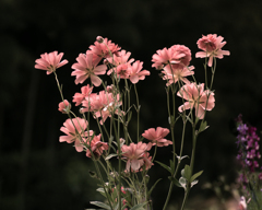 Flower garden #2