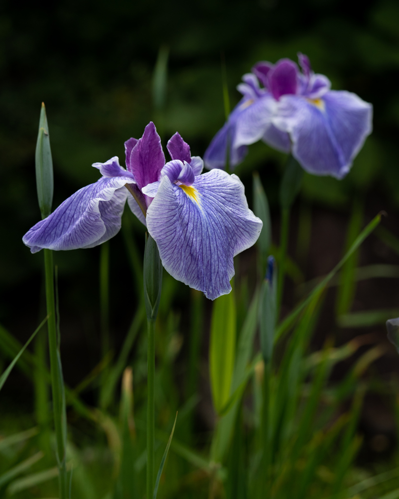 花菖蒲