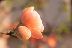 木瓜・ボケ 06