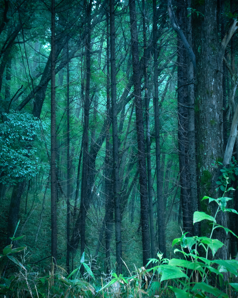  朝霧に煙る雑木林 #2