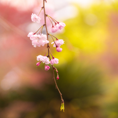 枝垂れ咲く 桜