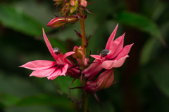 紅花沢桔梗 #2