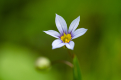 庭石菖