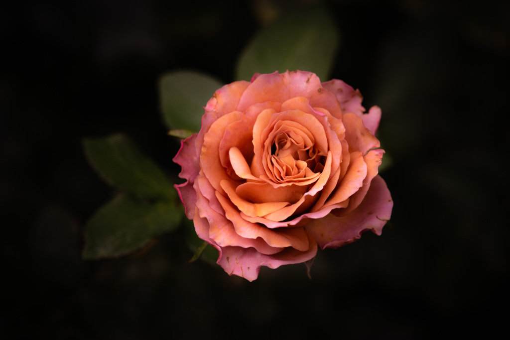 Autumn garden 05