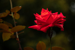 Autumn garden  #2