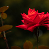 Autumn garden  #2