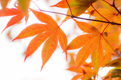 Leaf 10　葉脈／ノムラカエデ