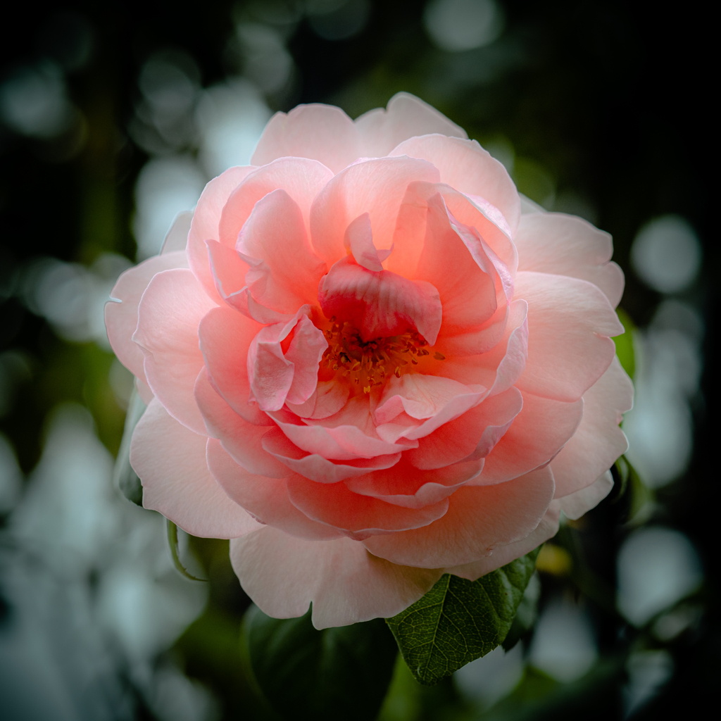 9月の薔薇