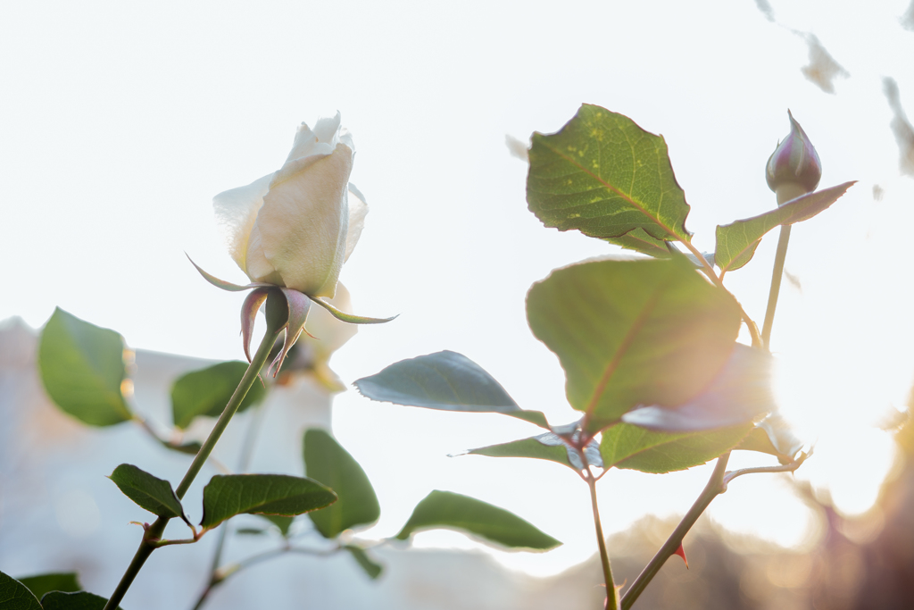 冬の記憶 04　12月の薔薇