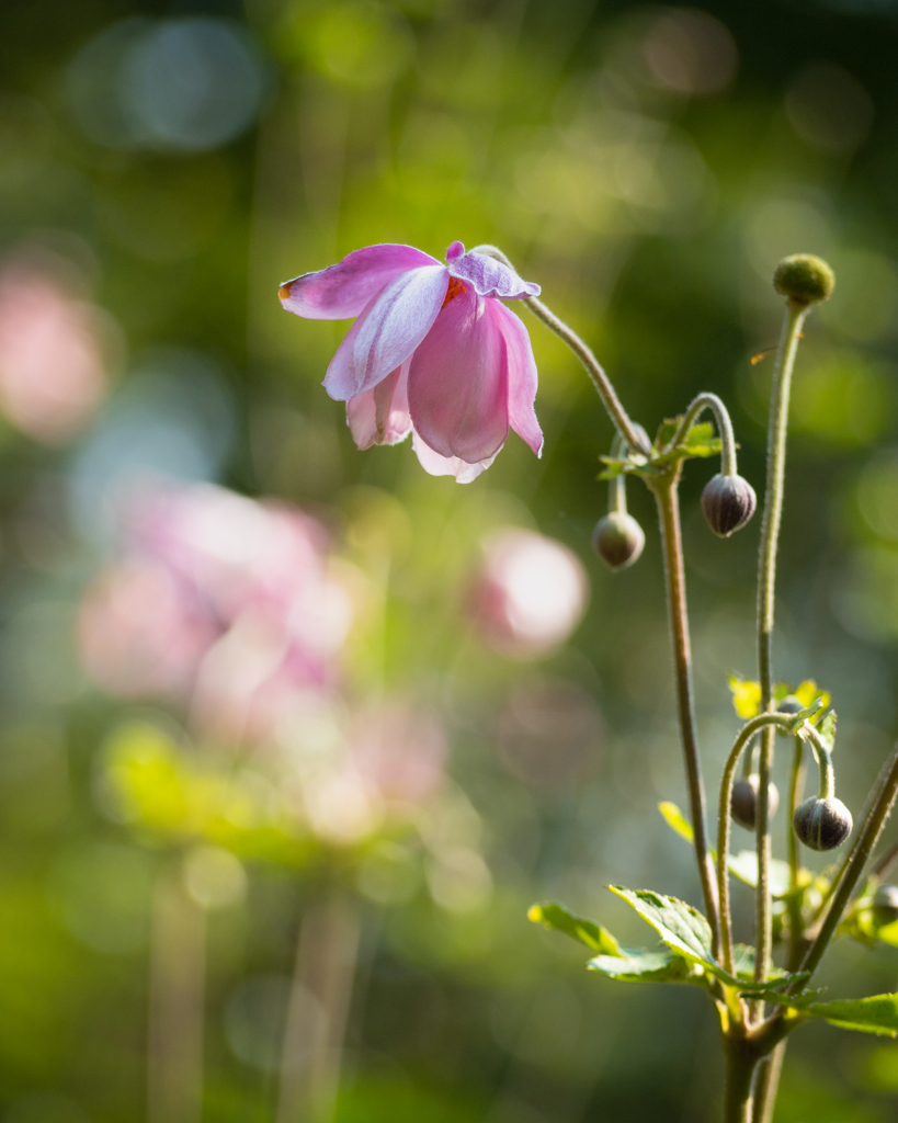 可憐　開きはじめた秋明菊